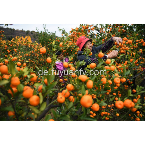 Berühmte Nanfeng-Baby-Mandarine